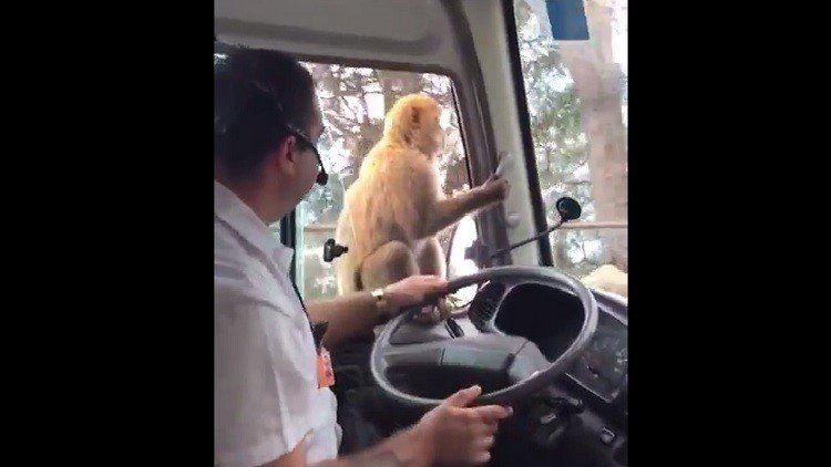 Se distrae un segundo y un mono le roba el almuerzo