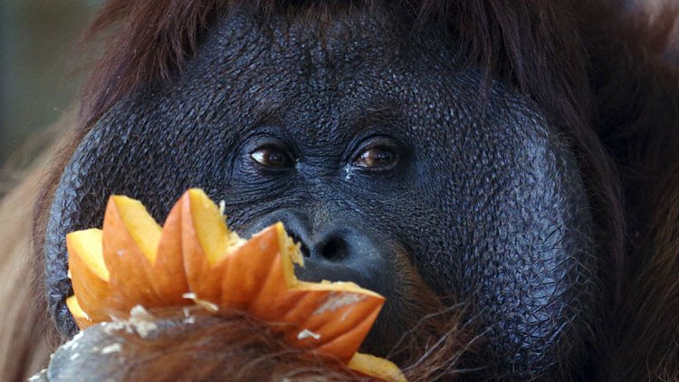 Lo nunca visto en el mundo animal: un asesinato coordinado entre dos hembras orangutanes