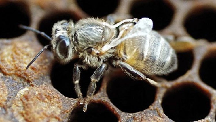 ¿En peligro de extinción?: Revelan la causa de la mortalidad masiva de abejas en el mundo
