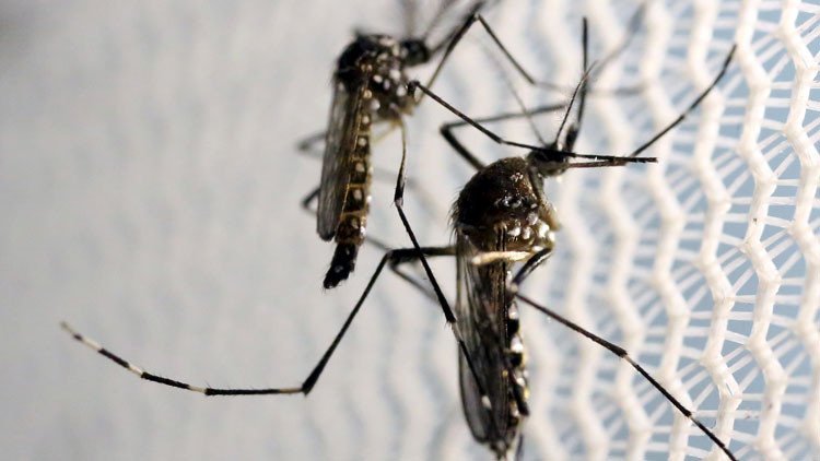 El zika prepara sigilosamente un ataque contra los refugiados en Europa