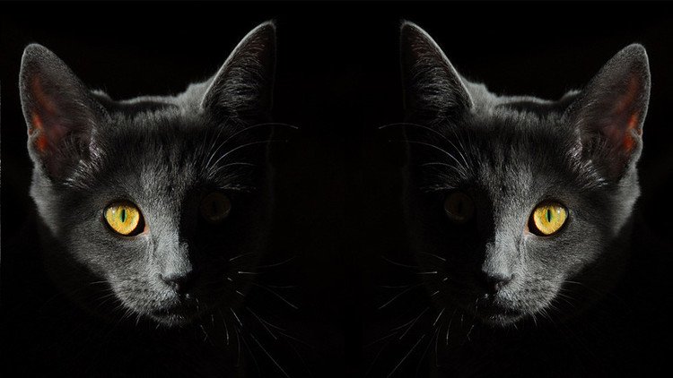 ¿Su gato lo está vigilando?: Científicos describen una rara enfermedad mental
