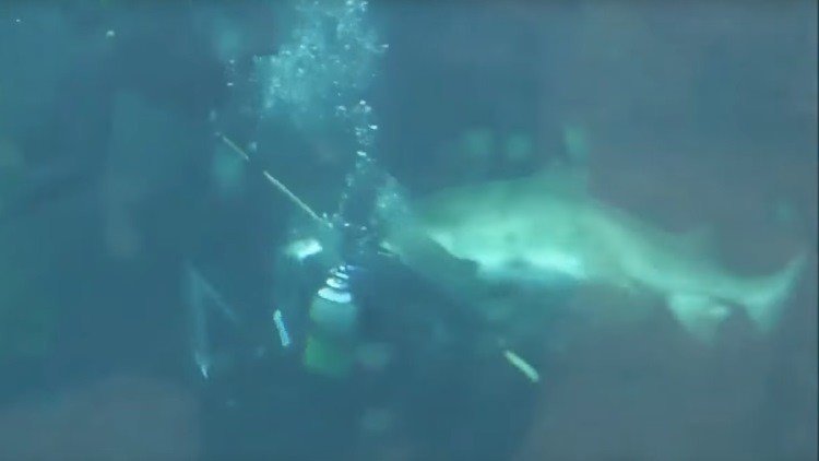 Una tiburón embarazada casi le arranca un brazo a un buzo en un acuario (FUERTES IMÁGENES)