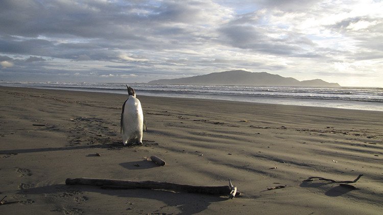 Video: Un gigantesco iceberg puede causar la extinción de los pingüinos adelaida en la Antártida  