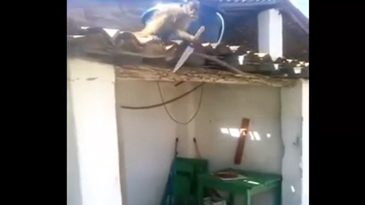 Un mono borracho con un cuchillo aterroriza a los clientes de un bar en Brasil