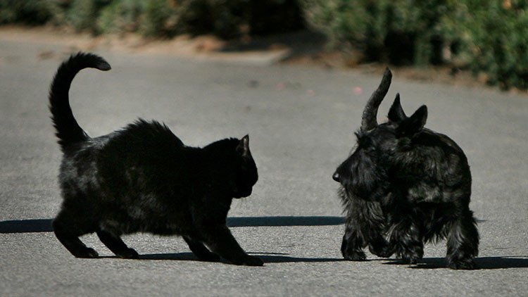 'Furia de titanes': Científicos reabren el debate entre los amantes de los perros y los gatos