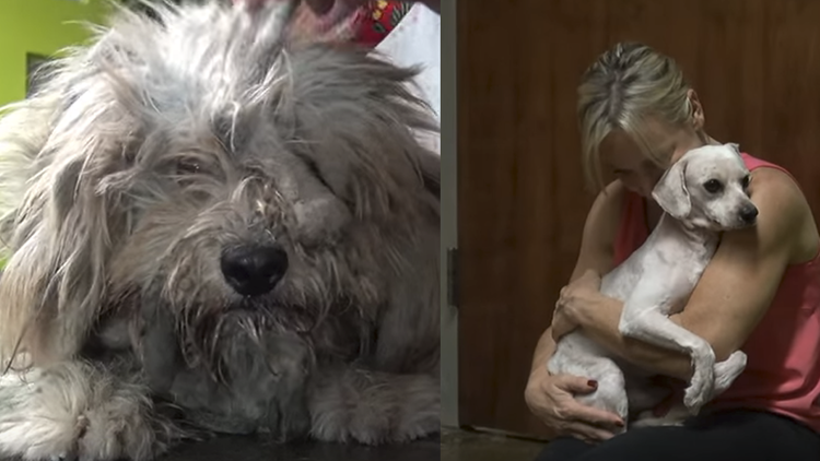 Historia que derrite corazones: un perro que nunca había sentido el calor humano encuentra hogar 