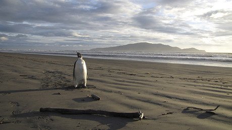 Video: Un gigantesco iceberg puede causar la extinción de los pingüinos adelaida en la Antártida