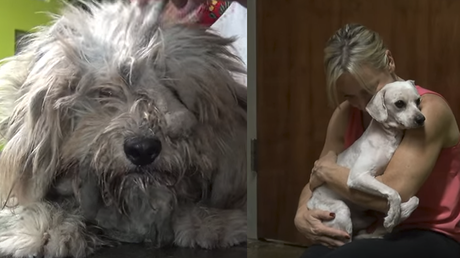 Historia que derrite corazones: un perro que nunca había sentido el calor humano encuentra hogar