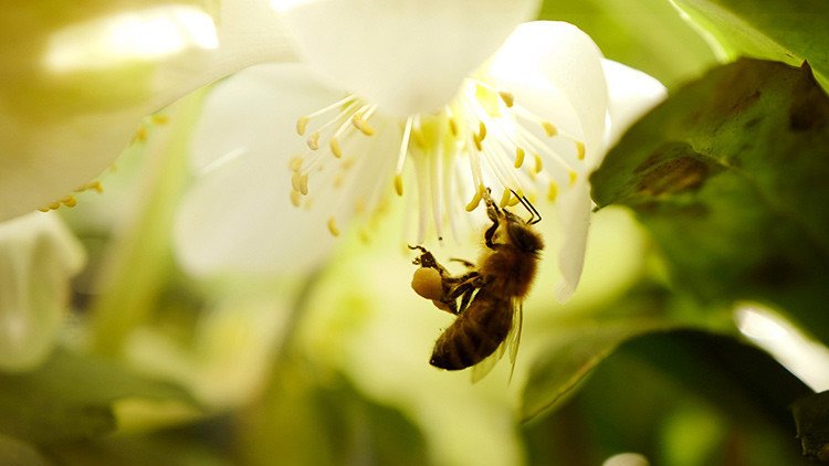 Las abejas se extinguen y nosotros podríamos ser los siguientes