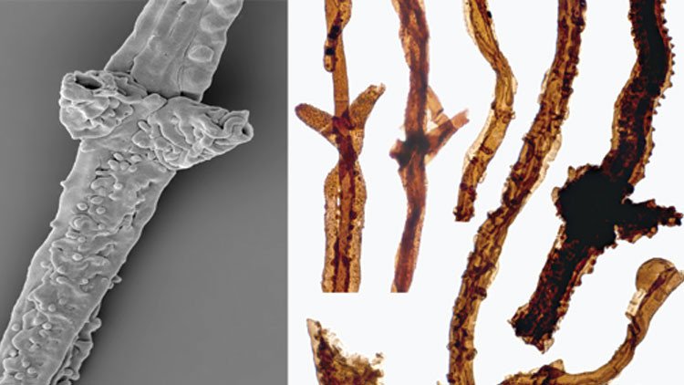 Hallazgo inesperado: El organismo terrestre más antiguo se dedicaba a podrir la materia