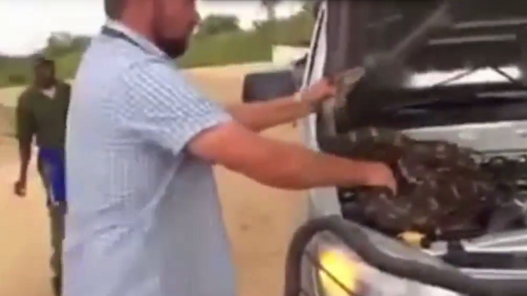 Un hombre encuentra una enorme serpiente 'durmiendo' en el motor de su coche  y esto sucede