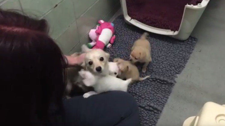 Reencuentro canino de unos cachorros con su madre (Advertencia: Este video es demasiado tierno)