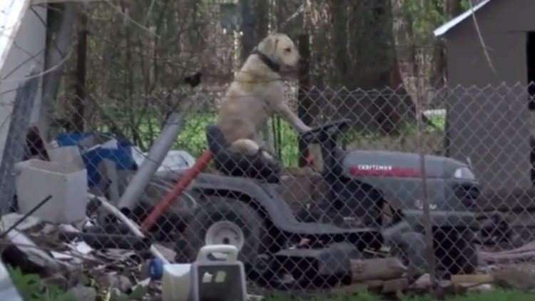 Un perro se pone al volante de una máquina cortacésped