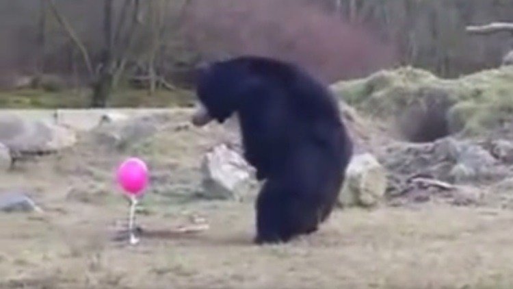 Osos asombrados juegan con un globo rosa
