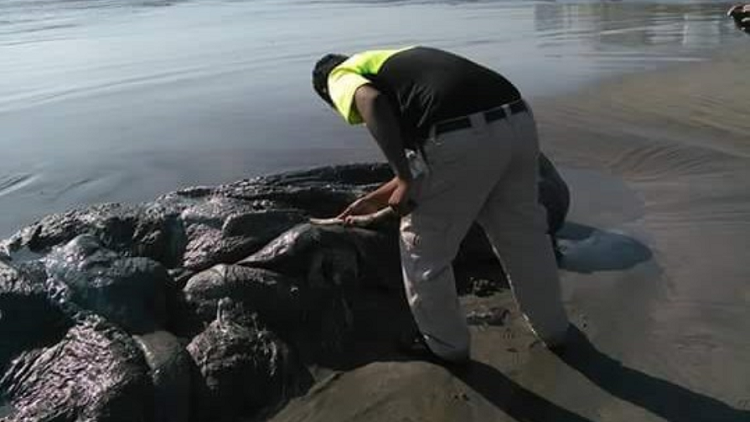 Un 'monstruo' emerge del mar en la costa de México