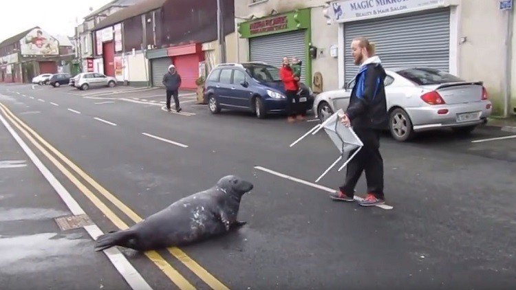 Una foca visita un restaurante en Dublín y no se va sin un regalo