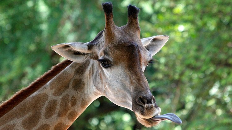 Video: A una jirafa se le atasca la cabeza en un árbol falso