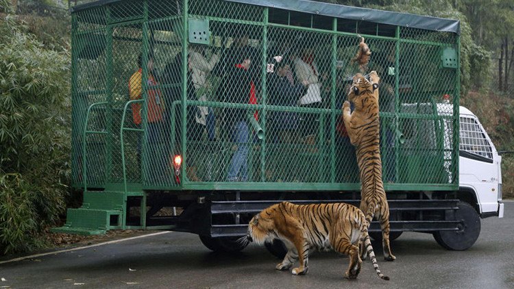 ¿Qué siente un animal enjaulado? Un zoo chino ofrece la oportunidad de experimentarlo