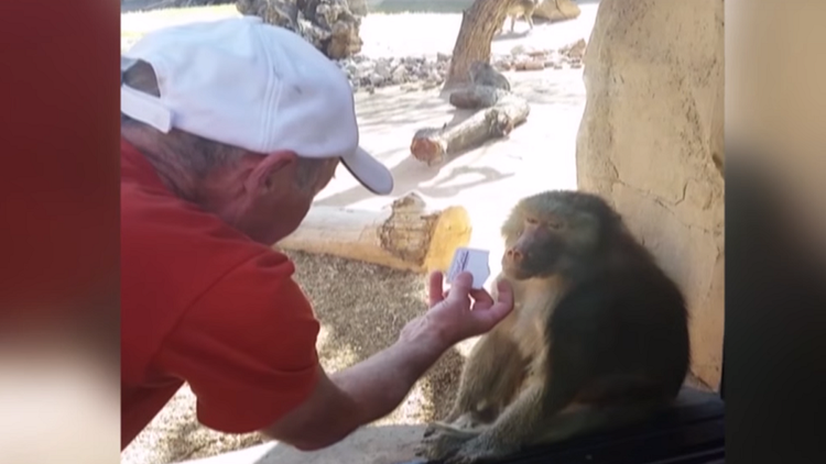  Un hombre realiza un truco de magia frente a un primate y esta fue su inesperada reacción