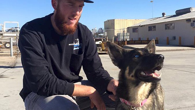 Historia conmovedora: una cachorra que cayó al mar aparece cinco semanas después en una isla