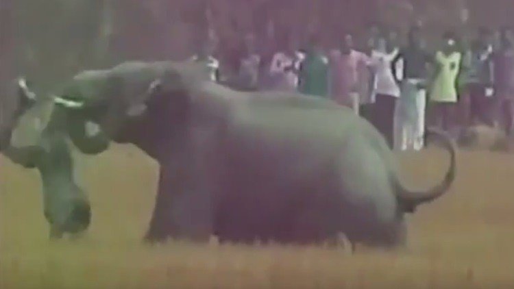 Un elefante lanza a un hombre por los aires y lo pisotea hasta la muerte 