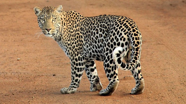 Un cómico 'entristece' a los españoles al posar con un leopardo abatido en un safari