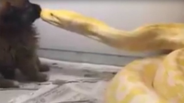 Snake Was Bitten by the Dog Died in the House Stock Image - Image of danger, bea