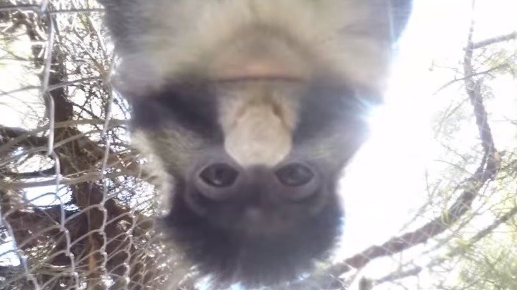 Un mono roba una cámara, graba un video y se toma un 'selfie' 