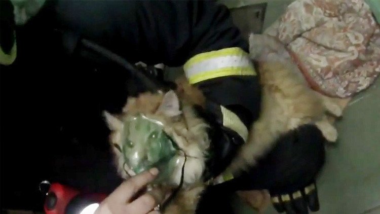 Video: Bomberos rusos salvan a una gata moribunda con una máscara de oxigeno