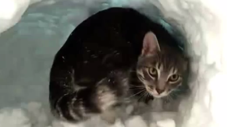 Un gato se hace un iglú tras una tormenta de nieve 