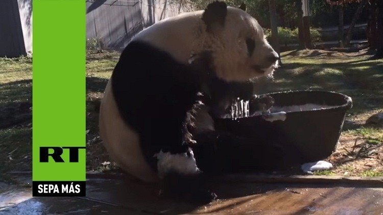 Un panda disfruta de un baño de espuma