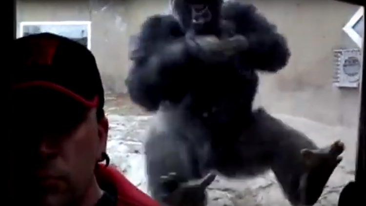 Un gorila trata de atacar a un hombre que se tomaba una selfie