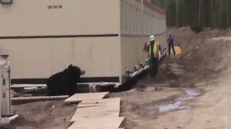 Un hombre se disfraza de oso y asusta a su compañero