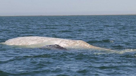 Video: Encuentran uno de los animales más raros de México por primera vez en seis años