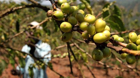 La reacción inesperada de cultivadores de café kenianos al probar por primera vez la bebida