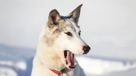 Su perro le salva la vida tras caerse a un pozo helado