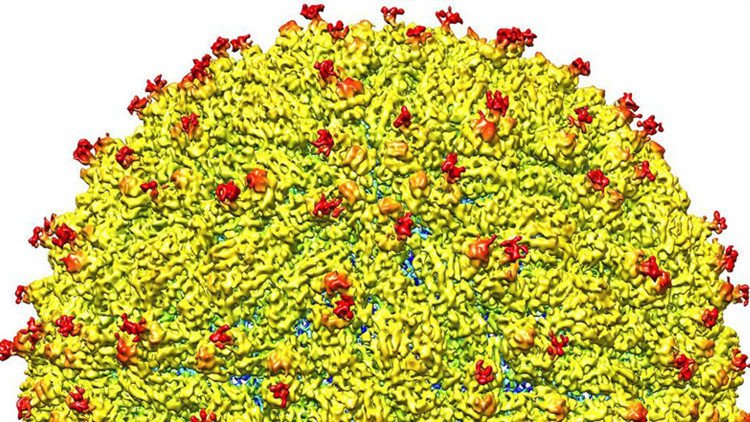 Así es la primera imagen tridimensional del virus del Zika (video)