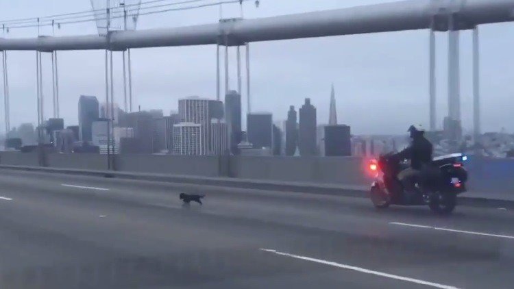 Divertida persecución policial de un Chihuahua en San Francisco 