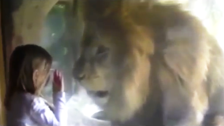 Una niña intenta 'besar' a un león y así fue la reacción del animal 