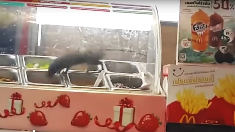 Una enorme rata es sorprendida dándose un festín en un McDonald's