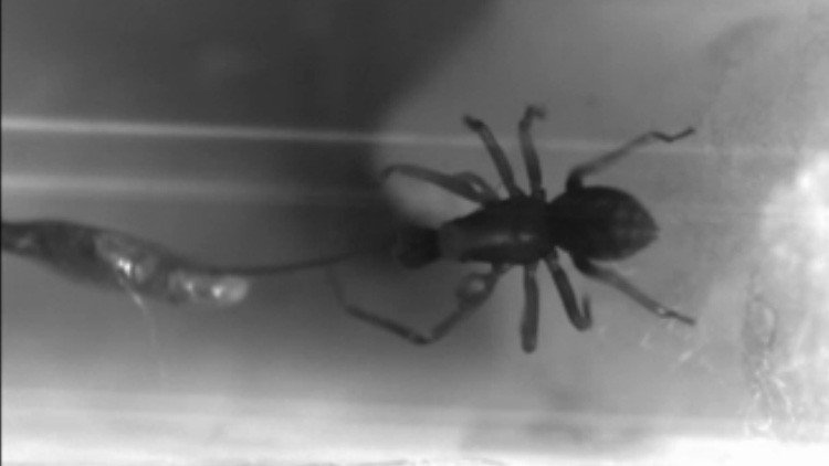 Pequeñas pero peligrosas: Filman a las arañas que muerden con mayor rapidez de la naturaleza