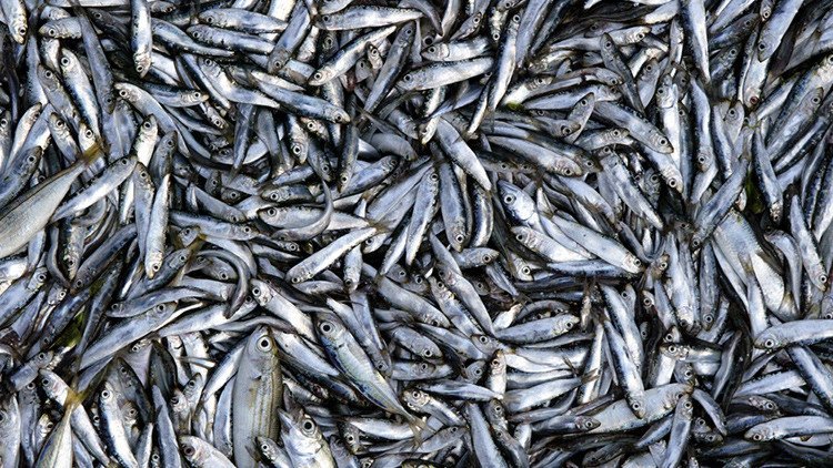 Chile: Piden declarar zona catastrófica una localidad por las toneladas de sardinas muertas