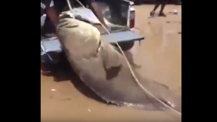 ¡Qué tamaño!: un gigantesco pez fue capturado en África occidental