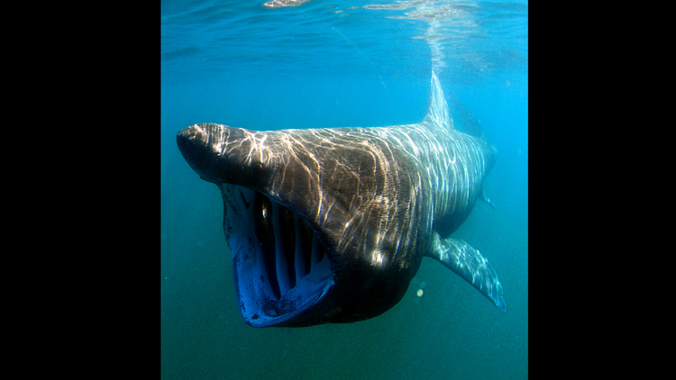 La increíble reacción de un hombre al 'chocar' con un gigante tiburón 