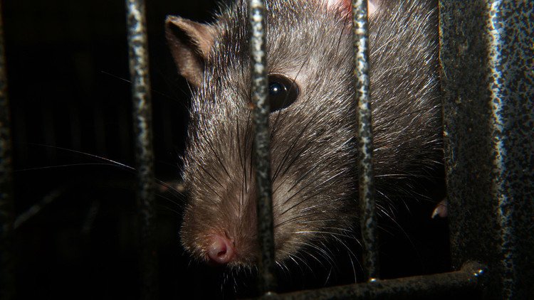 'Ratadzillas': ratas "del tamaño de un gato" causan espanto en Londres (FOTO)