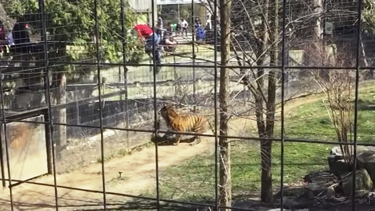 Una mujer salta la valla de un tigre para recoger una gorra