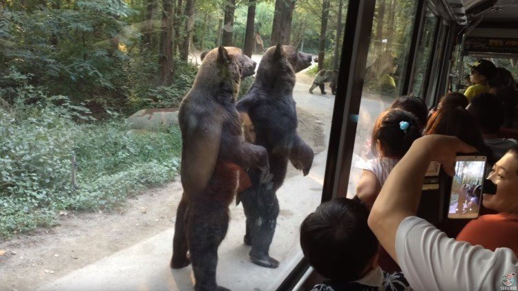 Dos osos sorprenden a un autobús de turistas