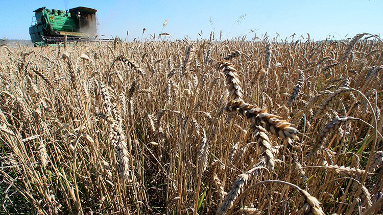 Estados Unidos pierde la 'guerra del trigo' con Rusia