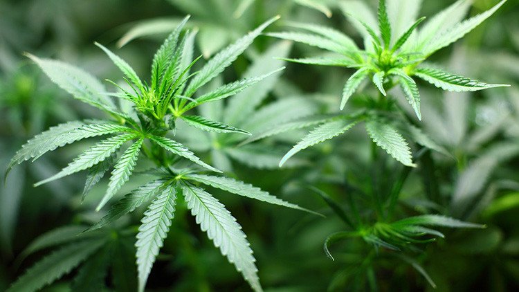 El pueblo francés que tiene más plantas de cannabis que habitantes