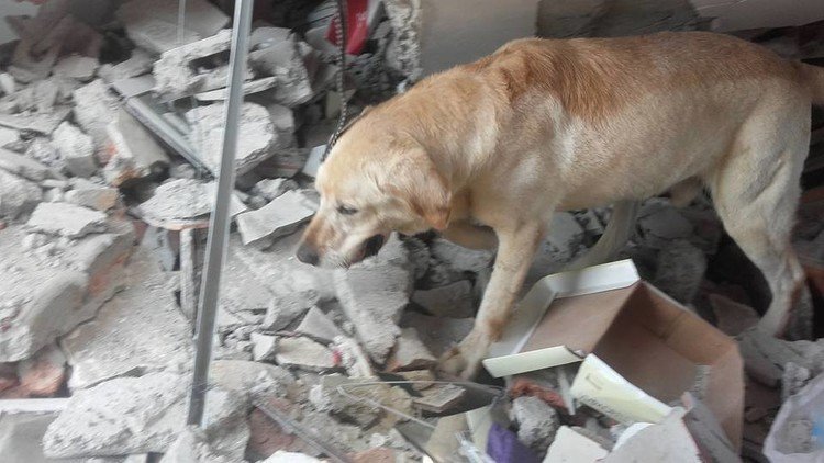 Muere por deshidratación un perro que ayudó a rescatar a sobrevivientes en Ecuador